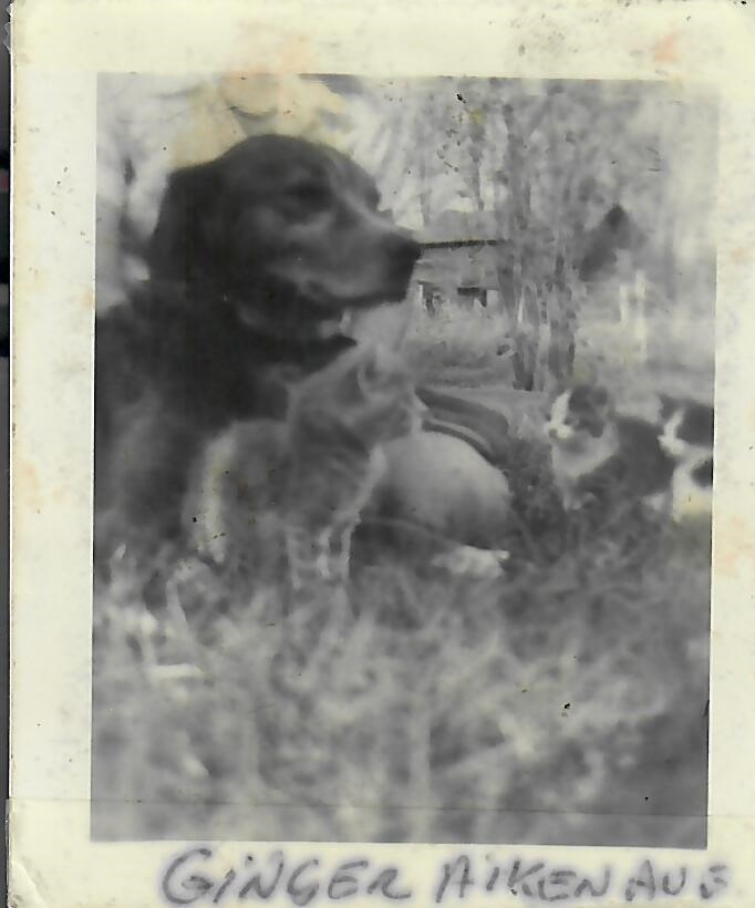 IMHR1935_19450000_PHT_DOG_01.jpg