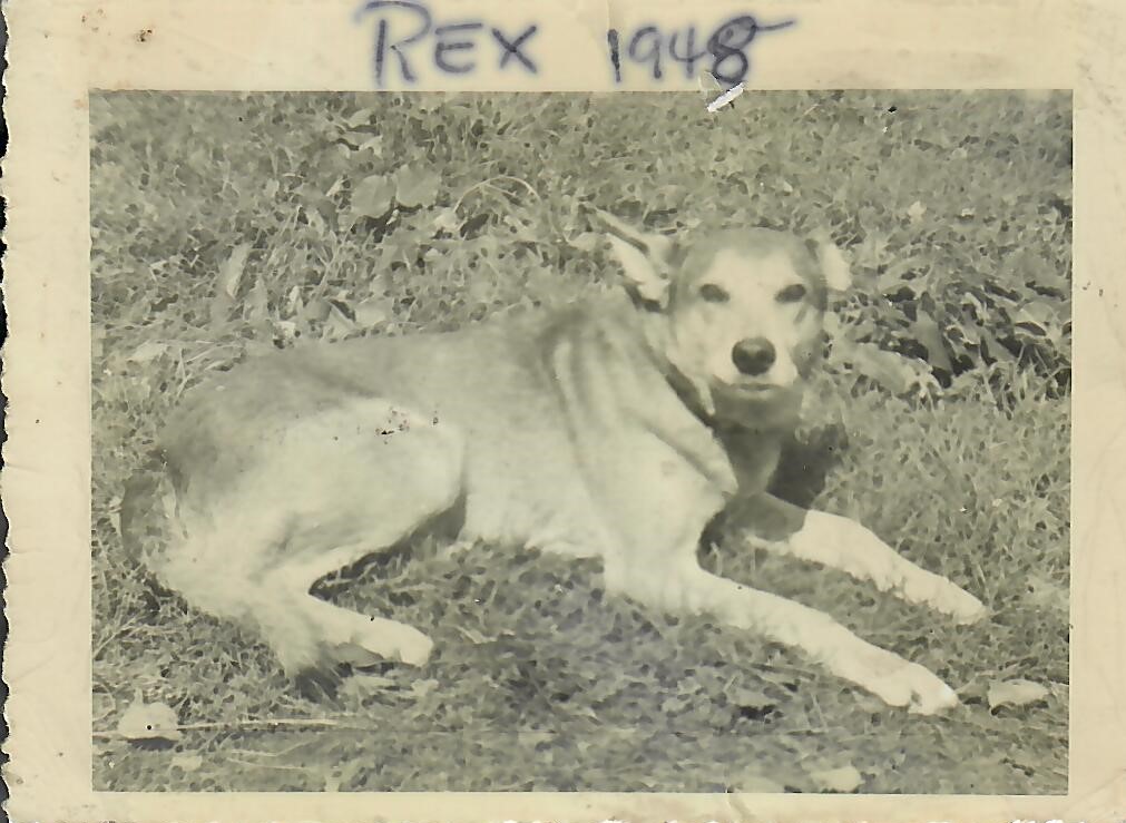 IMHR1935_19480000_PHT_DOG_01.jpg